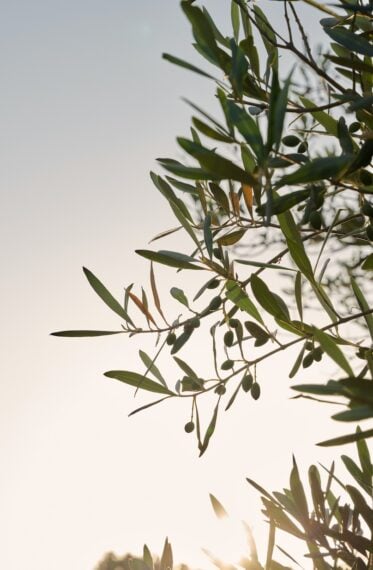 Villa Vipp Puglia — holiday villa for sale in Ostuni, Puglia, Italy