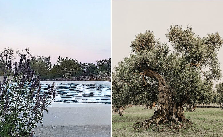Masseria Moroseta — Pool and garden