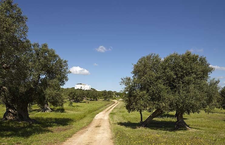 Masseria Petrarolo — Masseria Petrarolo property