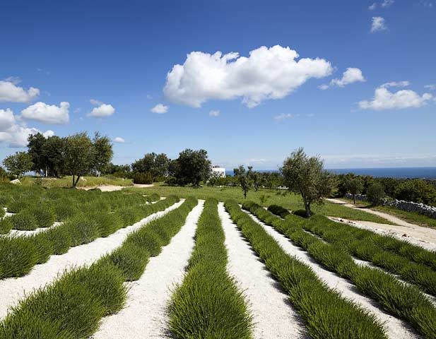 Masseria Petrarolo — Lavender fields