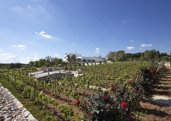 Masseria Petrarolo — Vineyard