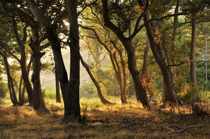 Onar Andros — Forest