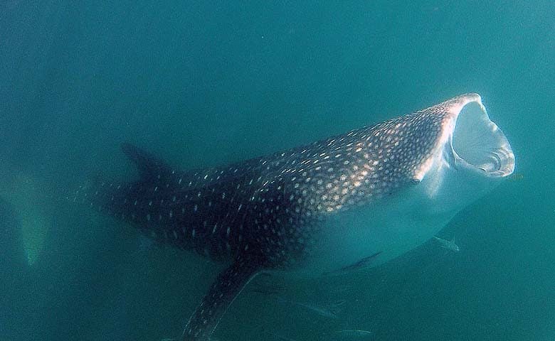 Chole Mjini — Whale shark