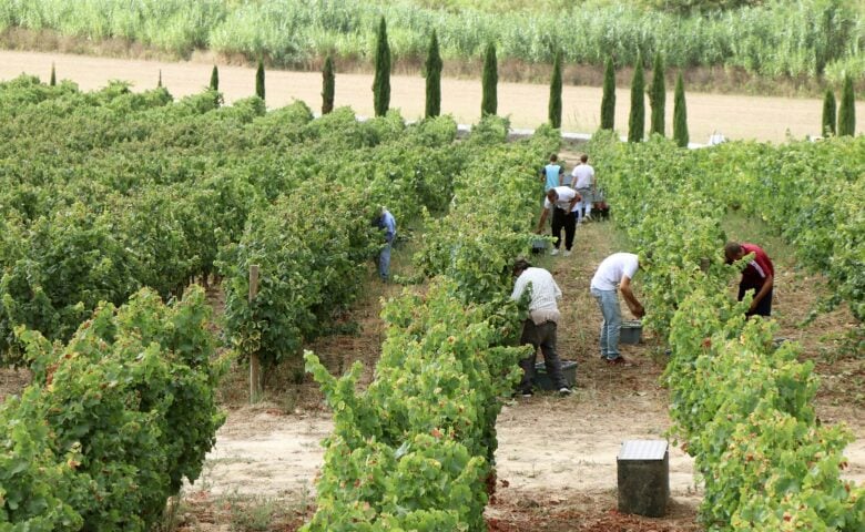 Wine and Art Villa — Wine harvest