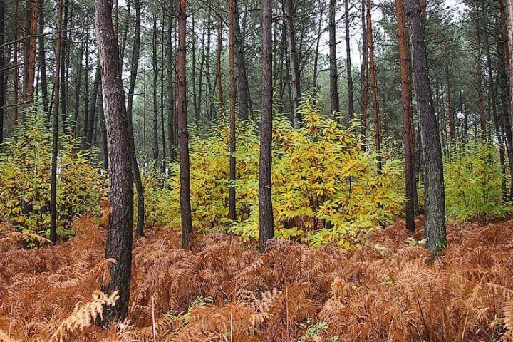 Le Moulin Brégeon — Boar forest
