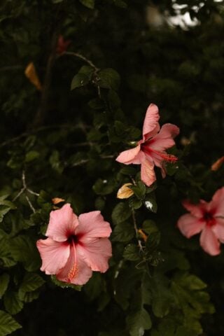 La Finca — La Finca